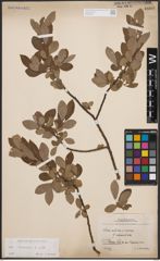 Foto von Salix cinerea L.